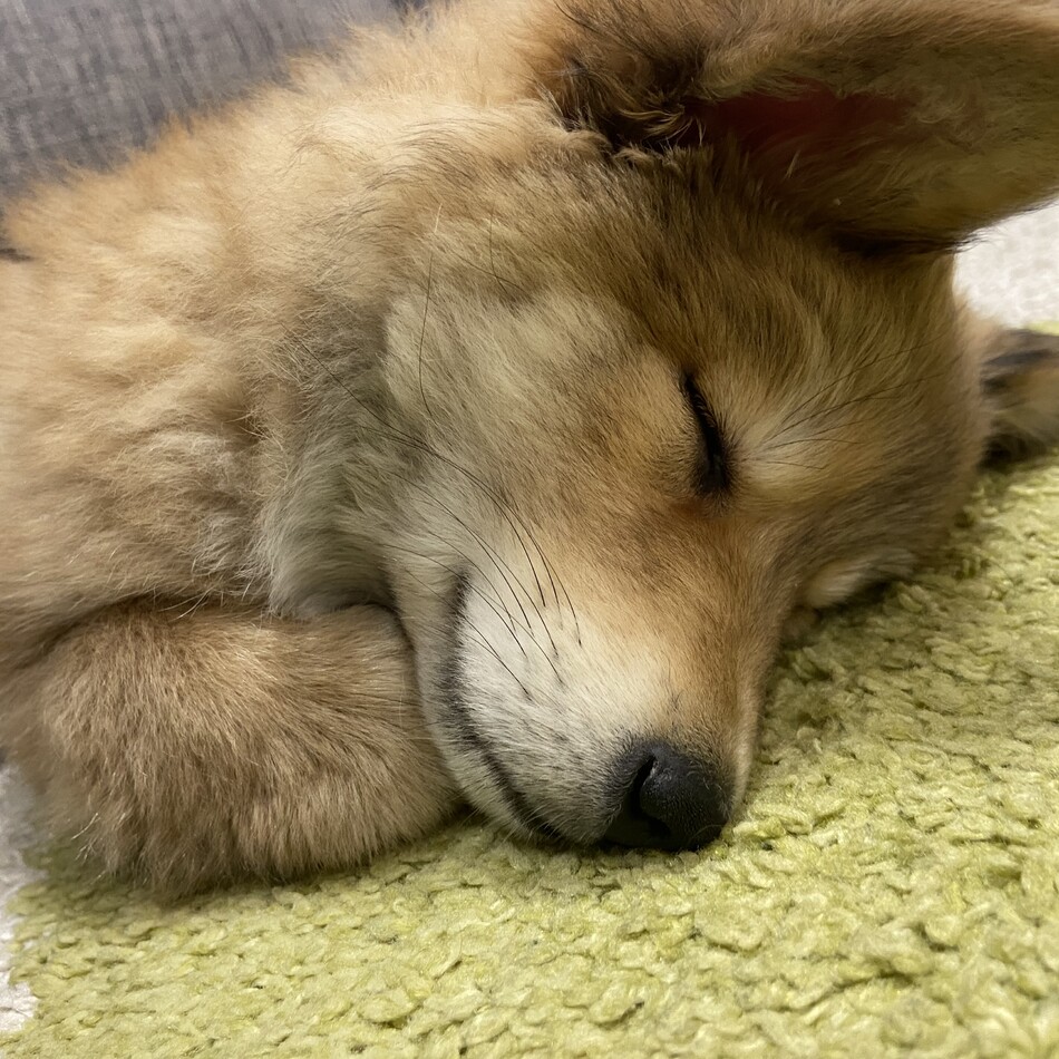 ふわりのカバー写真