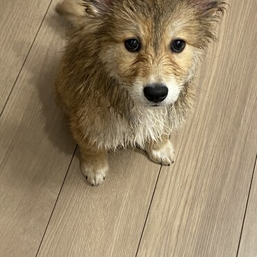 お風呂から上がったら……きつね？