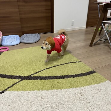 Ms.パーカードッグ
