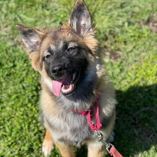 ビスカ（ミックス）