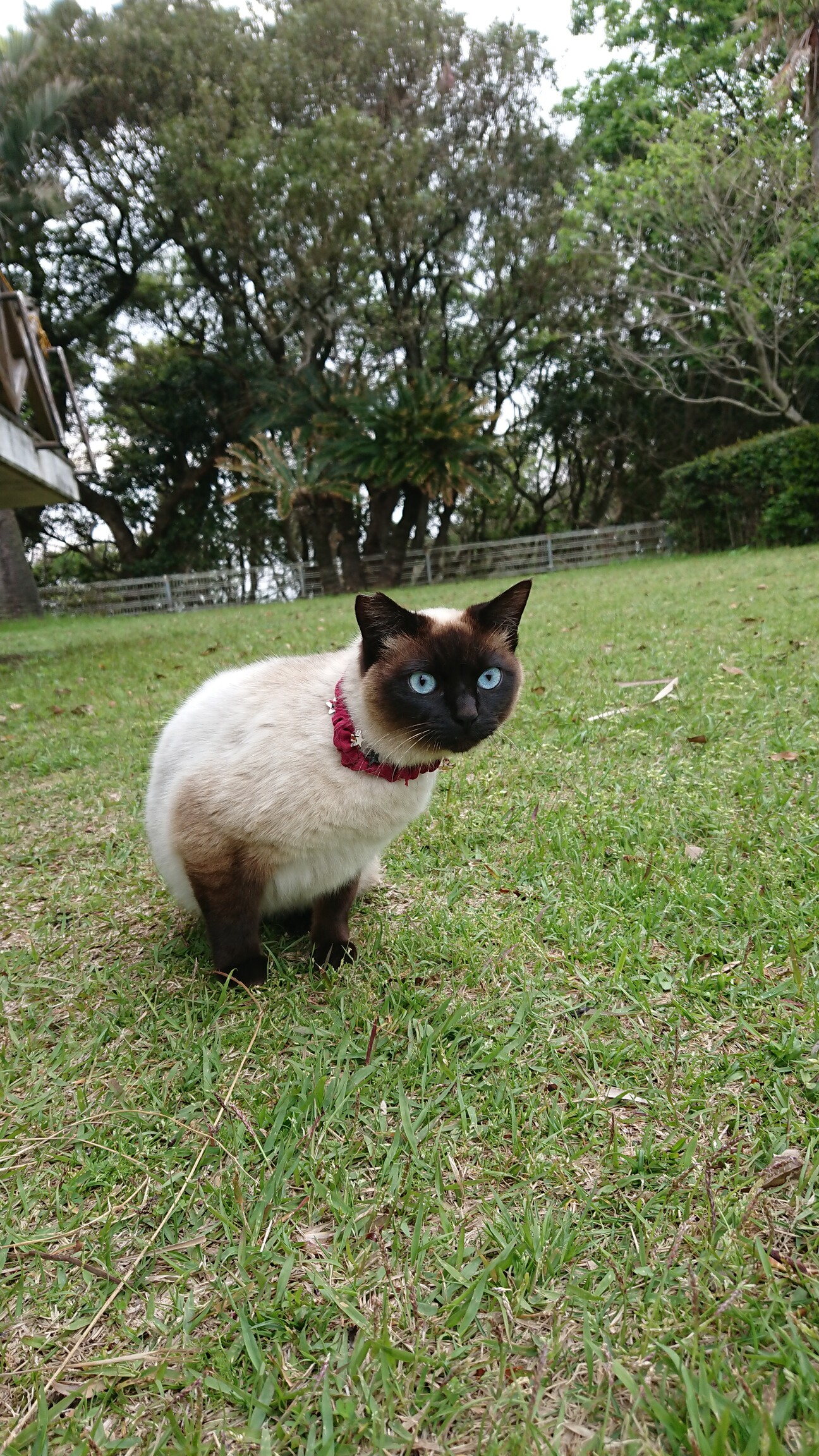 シャム純血種 穏やかで優 宮崎県 猫の里親募集 ペットのおうち 月間利用者150万人