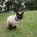 シャム純血種、穏やかで優しい 女の子です。