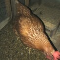 ボリスブラウン　メス　2羽
