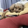 キキ