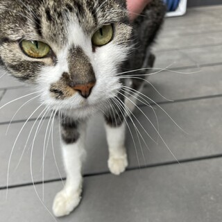 人懐っこい成猫