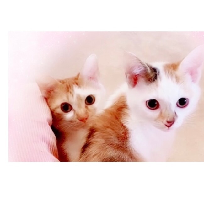 cocona.のカバー写真