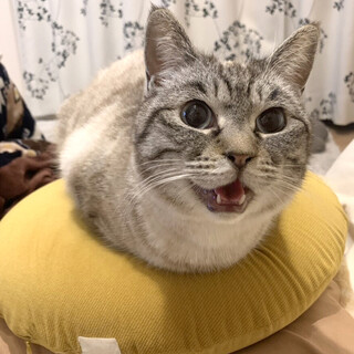 人間が大好きな『ファーファ』