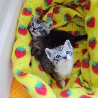 【動画あり】4月22日生まれの兄妹☆