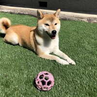 きなこ