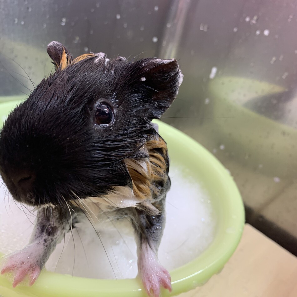 ノアのカバー写真