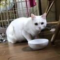白猫　遊び大好き