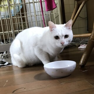 白猫　遊び大好き