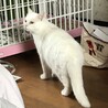 白猫　遊び大好き サムネイル2