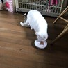 白猫　遊び大好き サムネイル4