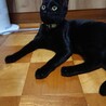 の写真