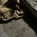 子犬が生まれました。