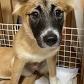 一旦募集停止。ウランちゃんのずっとのおうち