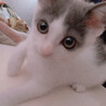 kirara51512000