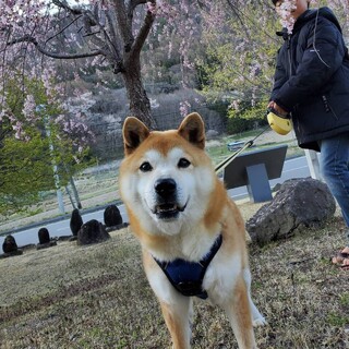 柴犬イノスケくん！