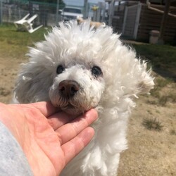 犬猫合同譲渡会