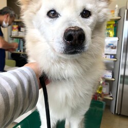 犬猫合同譲渡会 サムネイル2