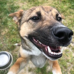 犬猫合同譲渡会 サムネイル3