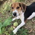 ロン君　人なつっこく元気な男の子です