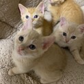 可愛い仔猫です。生涯大切にしてくれる里親さん募集