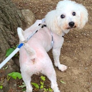 ビションフリーゼのユーロちゃん