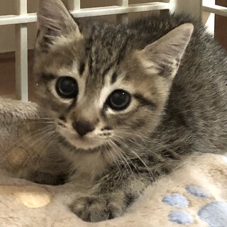 元気いっぱいのわんぱくこぞう　めかぶ君