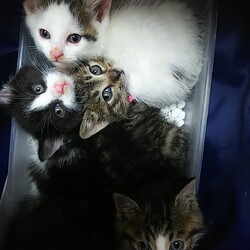 「5/16 市川市地域猫活動団体ウイング譲渡会開催」サムネイル2