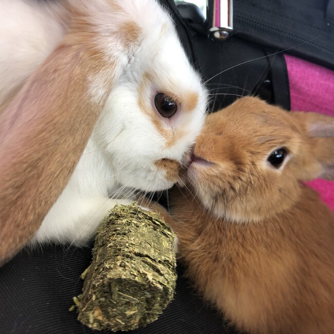 Liebenままのカバー写真