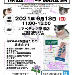 保護猫の譲渡会