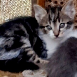 正式譲渡❤️地域猫レスキュー♥️ひまり