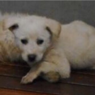 里親様に迎えられました。子犬♀019