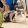 パステル三毛の女子　人馴れ✕　 サムネイル6