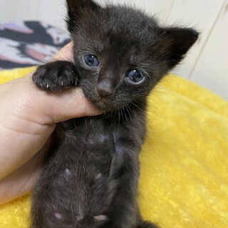 １ヶ月の黒猫●のぶなが●