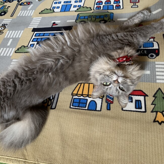 りおさらママのカバー写真