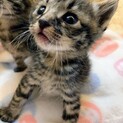 ★フォークリフトにひかれそうだった可愛い５匹★