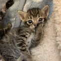 ★フォークリフトにひかれそうだった可愛い5匹★