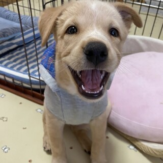 元気いっぱい七変化！ミックス子犬のシンディちゃん☆