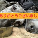 グレートデン♀1歳半
