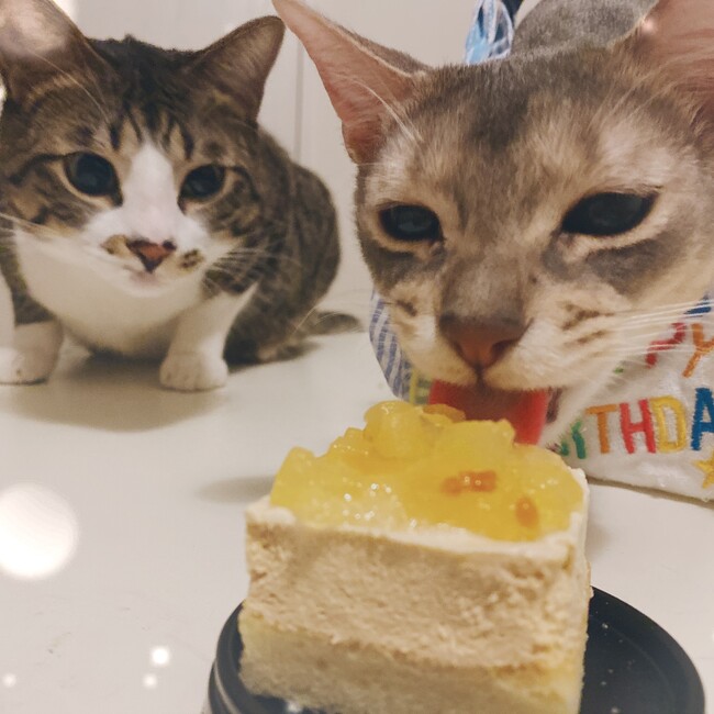 y.u.i.のカバー写真