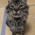 キジトラ♂推定8ヶ月！新規応募停止中