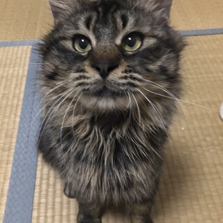 キジトラ♂推定8ヶ月！新規応募停止中