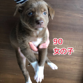 【里親様決定】つぶらな瞳の女の子★2ヶ月