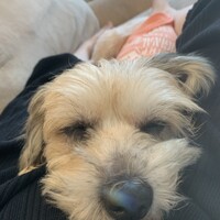 シミック