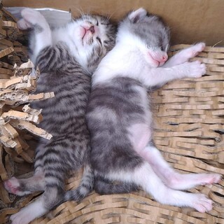 赤ちゃん猫　保護猫