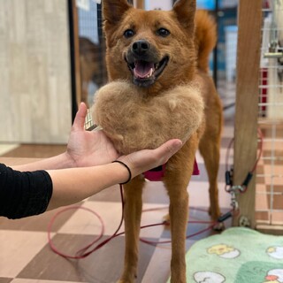 ご家族が決定いたしました！ありがとうございました！