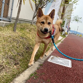 人大好き！元気一杯な【イワン】くん♪